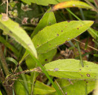 Image of Devil’s Bit Scabious