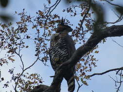 Spizaetus ornatus (Daudin 1800) resmi