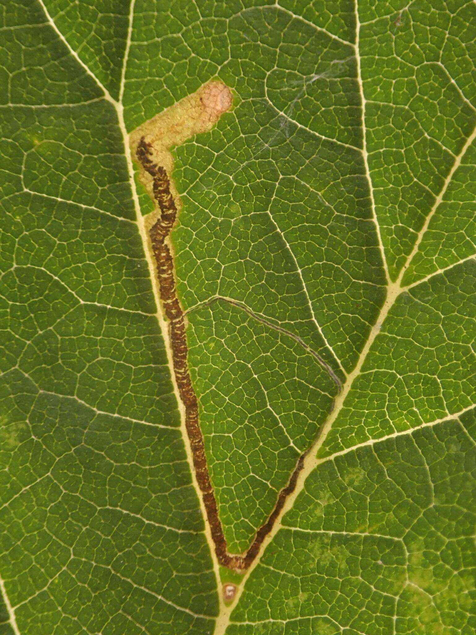 Image of Stigmella lemniscella (Zeller 1839) van Nieukerken 1986