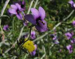 Image of Monopsis unidentata subsp. unidentata