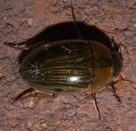 Tropisternus (Strepitornus) collaris mexicanus Laporte de Castelnau 1840 resmi