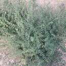 Image of Euphorbia magdalenae Benth.