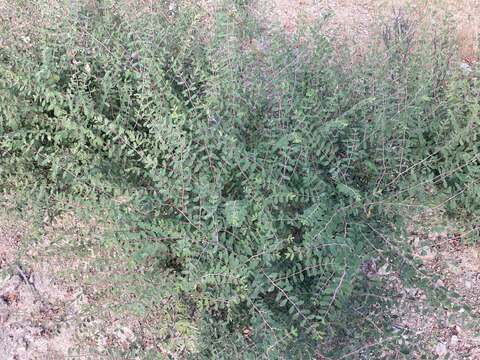 Image of Euphorbia magdalenae Benth.