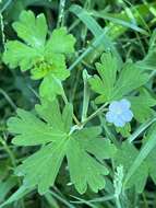 Image of cinquefoil geranium