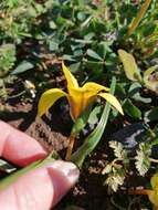 Image of Romulea elliptica M. P. de Vos