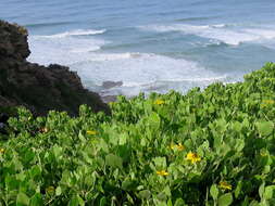 Image of Osteospermum moniliferum subsp. pisiferum (L.) J. C. Manning & Goldblatt