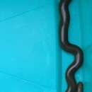 Image of Bibron's Blind Snake