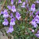 Image of Clinopodium micromerioides (Hemsl.) Govaerts