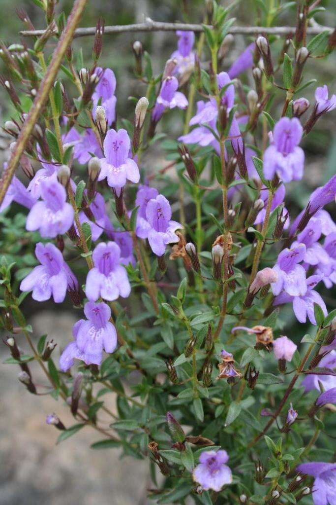 Image of Clinopodium micromerioides (Hemsl.) Govaerts