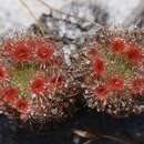 Image of Drosera eneabba N. Marchant & Lowrie