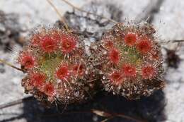 Image de Drosera eneabba N. Marchant & Lowrie