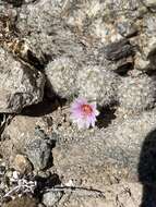 Mammillaria insularis H. E. Gates的圖片