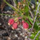 Image of Hermannia rudis N. E. Br.