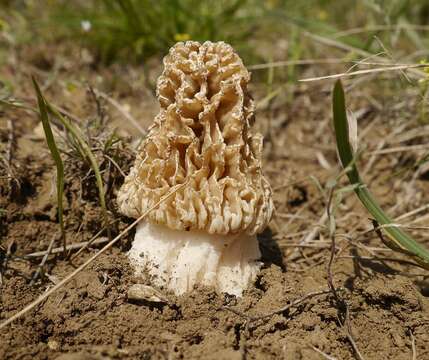 Image of Morchella steppicola Zerova 1941