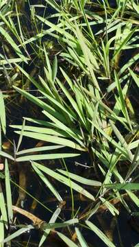 Image of Southern Water Grass