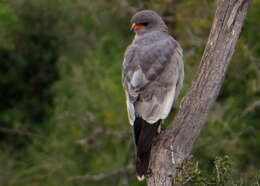 Image of Melierax canorus canorus (Thunberg 1799)