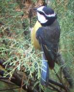 Image of African Blue Tit