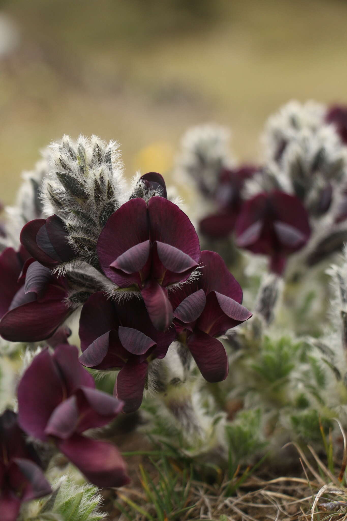 Image of Thermopsis barbata Benth.