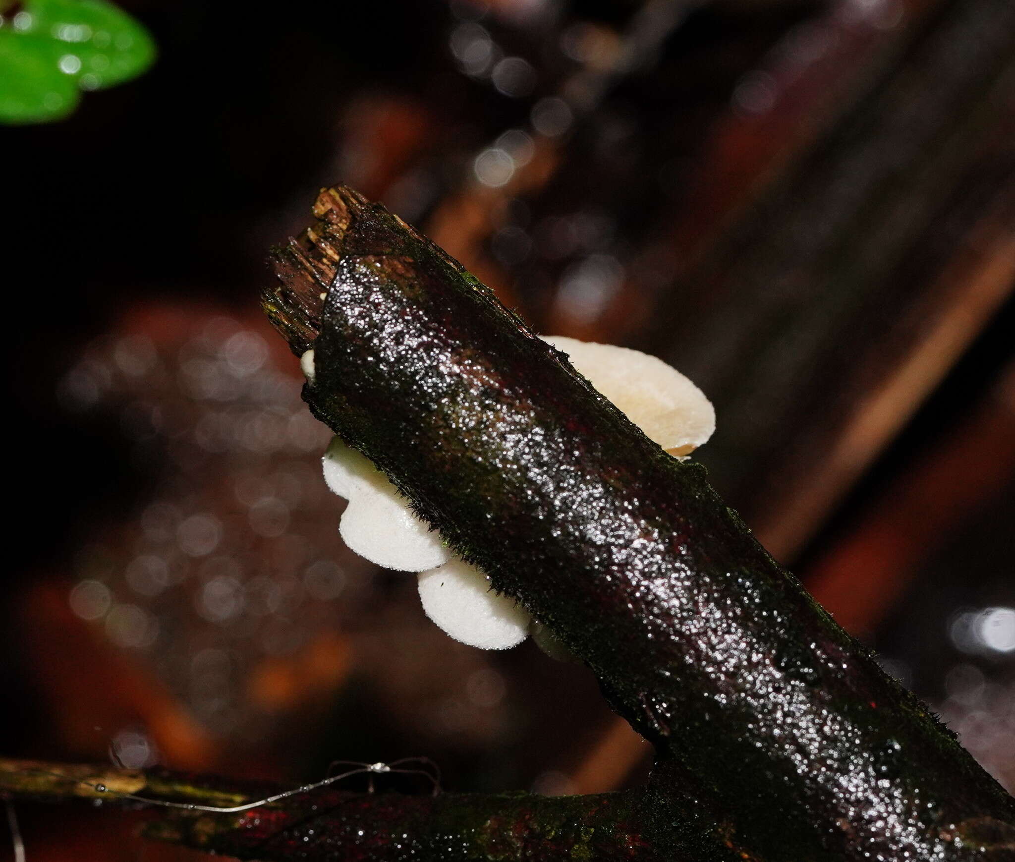 Слика од Crepidotus variabilis (Pers.) P. Kumm. 1871