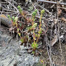 Image of Echeveria whitei Rose