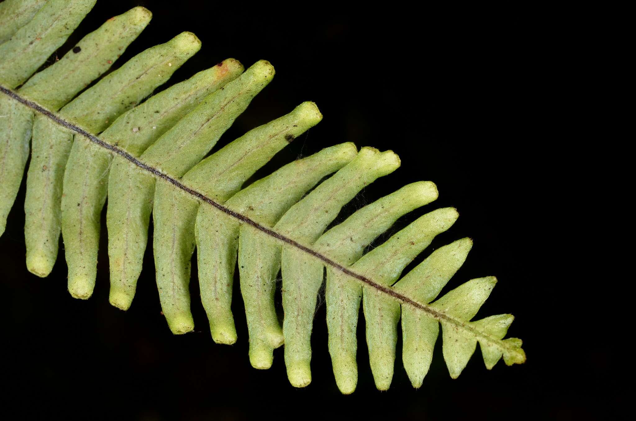 Image of Prosaptia formosana (Hayata) T. C. Hsu