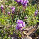 Plancia ëd Linaria amethystea subsp. amethystea