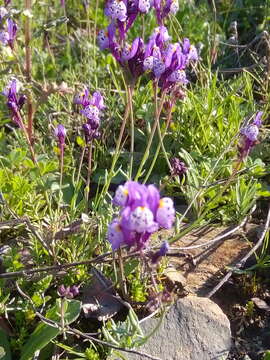 Image of Linaria amethystea subsp. amethystea