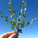 Image of Commiphora dinteri Engl.