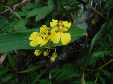 Imagem de Tolumnia compressicaulis (Withner) Braem