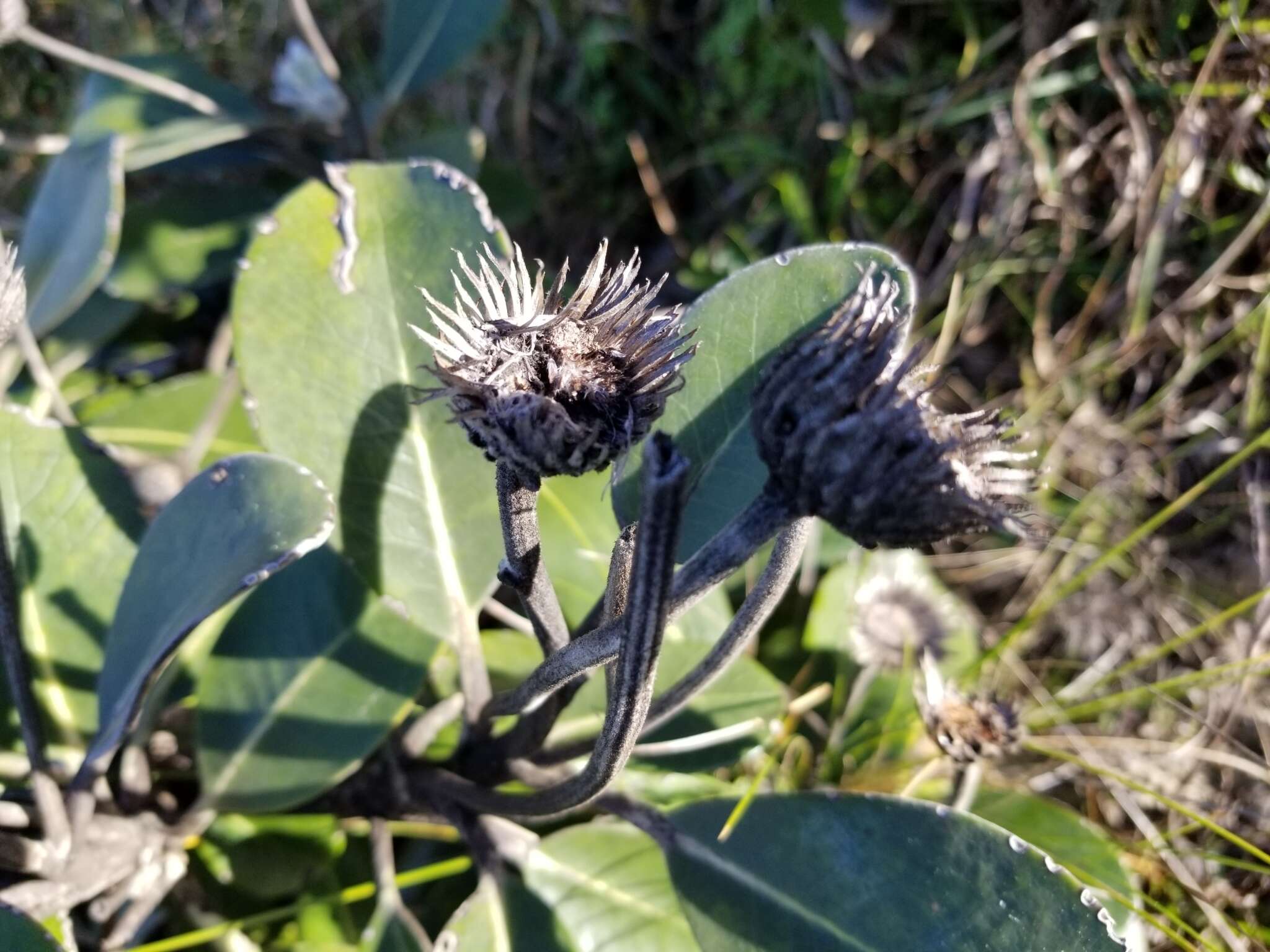 Image of Pachystegia insignis (Hook. fil.) Cheesem.