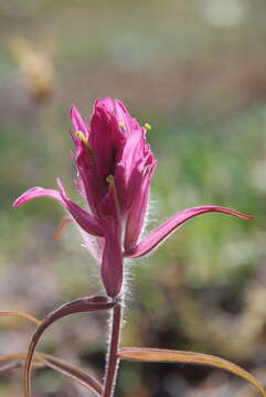 Image of Castilleja rubra (Drob.) Rebr.