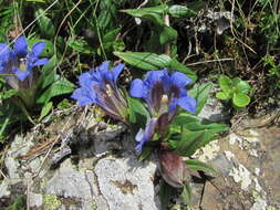 Image of Gentiana septemfida subsp. grossheimii (Doluch.) J. J. Halda