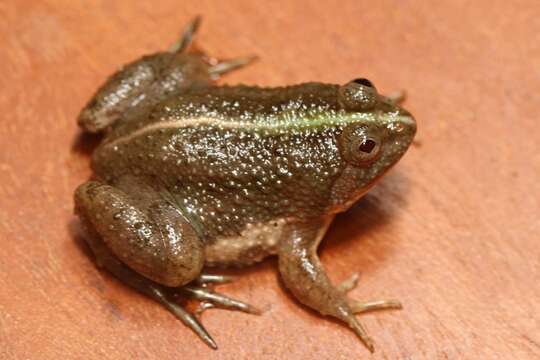 Image of Green Puddle Frog