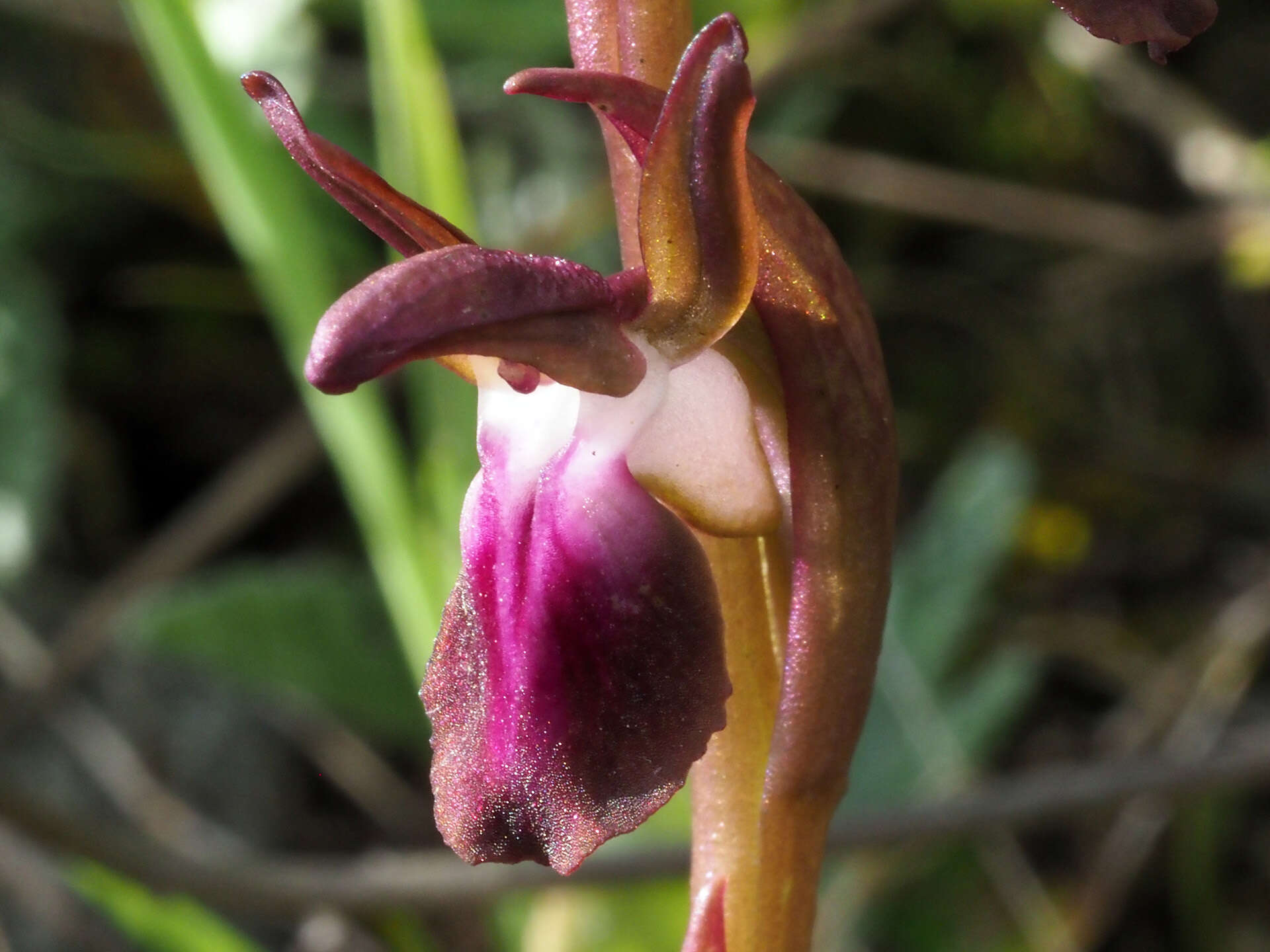 Image of Red Orchid