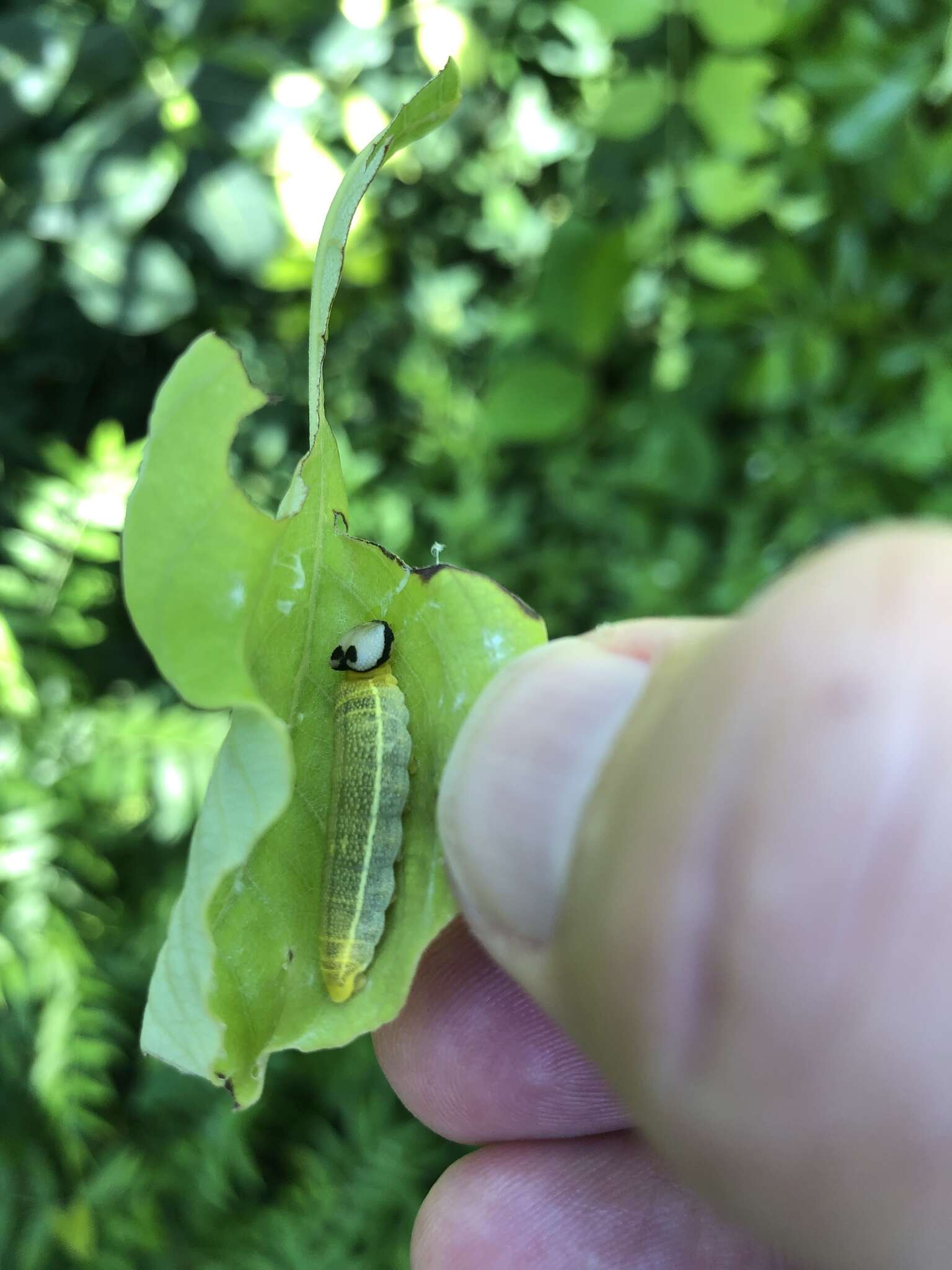 Image of Hammock Skipper