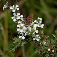 Sivun Leptospermum myrtifolium Sieber ex DC. kuva