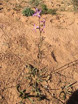 Image of Matthiola maroccana Coss.