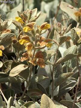 Image of Phlomis brevilabris Ehrenb. ex Boiss.