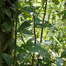 Image de Cinnamomum austrosinense Hung T. Chang