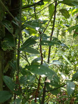 Cinnamomum austrosinense Hung T. Chang resmi