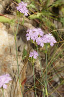 Image of Dianthus moesiacus Vis. & Pancic