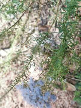 Image of Tetraselago natalensis (Rolfe) Junell