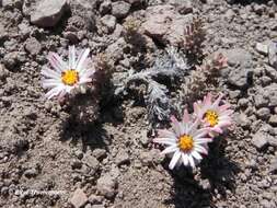 Imagem de Oriastrum lycopodioides (Remy) Wedd.