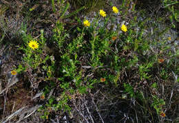 Image of Arctotis scabra Thunb.