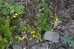 Image of Potentilla crantzii subsp. gelida (C. A. Mey.) J. Soják