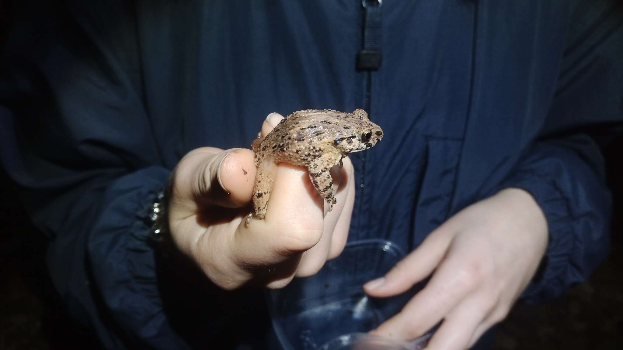 Image of Caucasian Parsley Frog