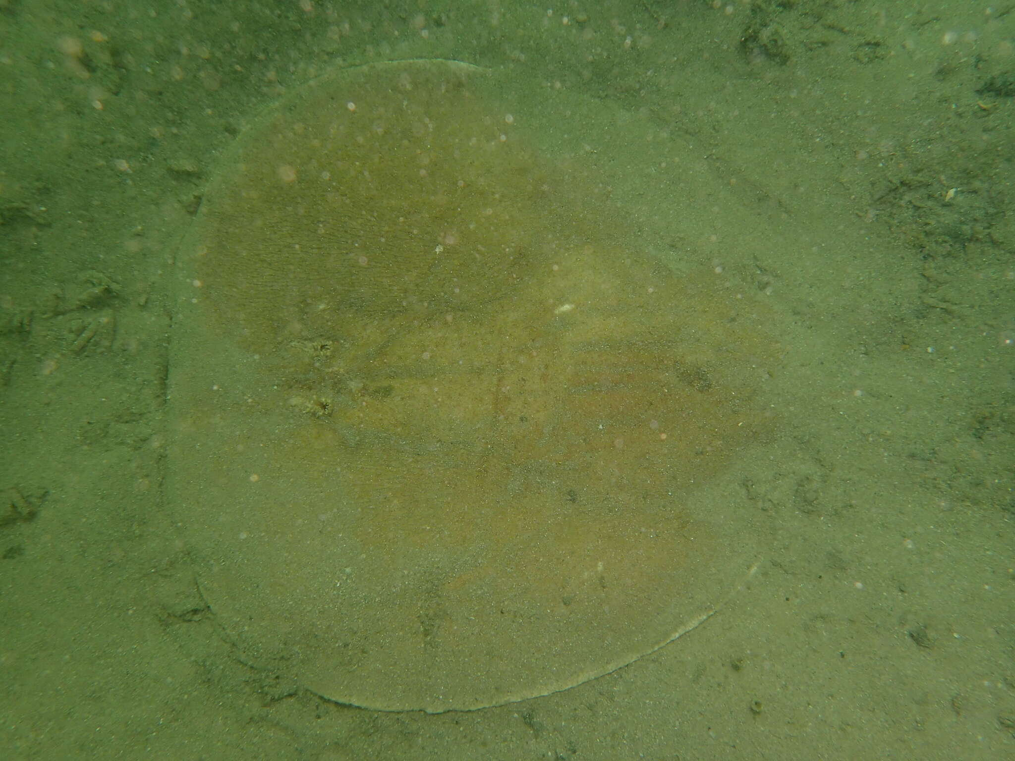 Image of coffin rays