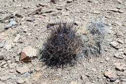 Plancia ëd Echinopsis ferox (Britton & Rose) Backeb.