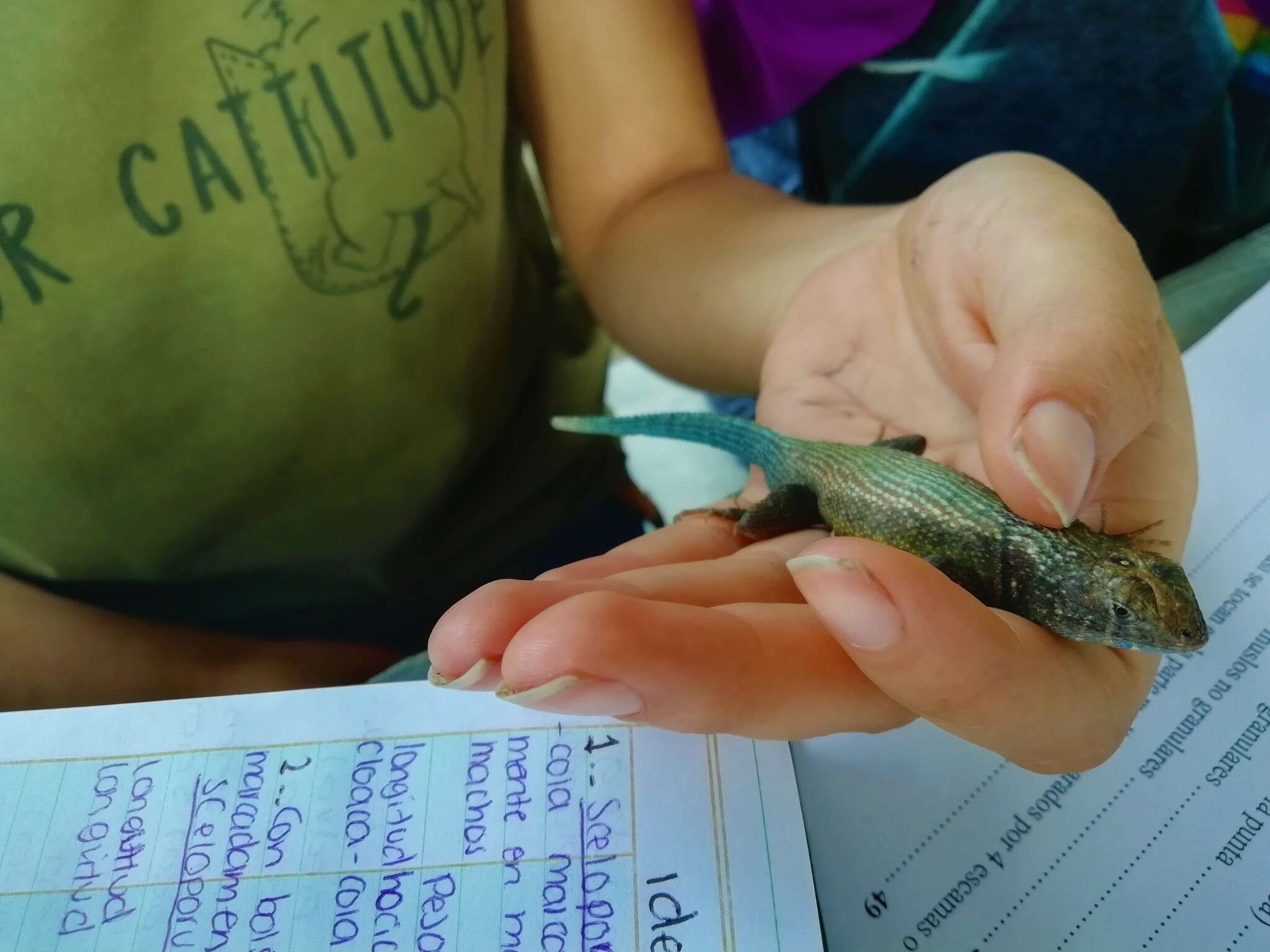 Sceloporus gadoviae Boulenger 1905 resmi