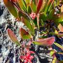 Image of Leucospermum hamatum J. P. Rourke